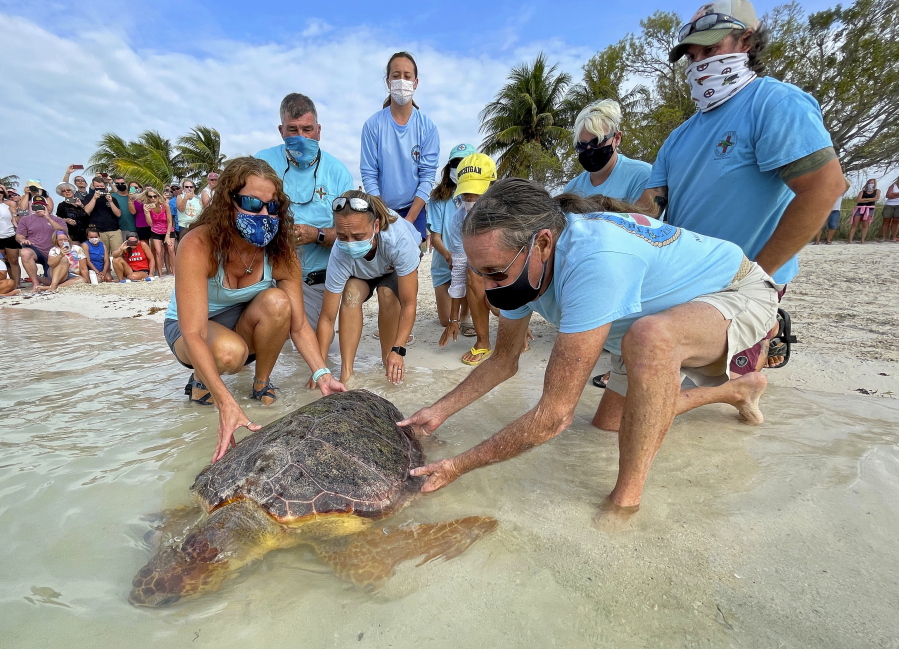 Bette Zirkelbach, front left, and Richie Moretti, front right, manager and founder respectively of the Florida Keys-based Turtle Hospital, release "Sparb," a sub-adult loggerhead sea turtle, April 22 at Sombrero Beach in Marathon, Fla.