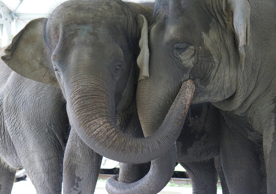 In this Sept. 2019, photo provided by the White Oak Conservation, Asian elephants, Kelly Ann, born Jan. 1, 1996, and Mable, born April 6, 2006, are seen at the Center for Elephant Conservation in Polk City, Fla.  A Florida wildlife sanctuary is building a new 2,500-acre home for former circus elephants. The White Oak Conservation Center announced Wednesday, Sept. 23, 2020, that it's expecting to welcome 30 Asian elephants starting next year.