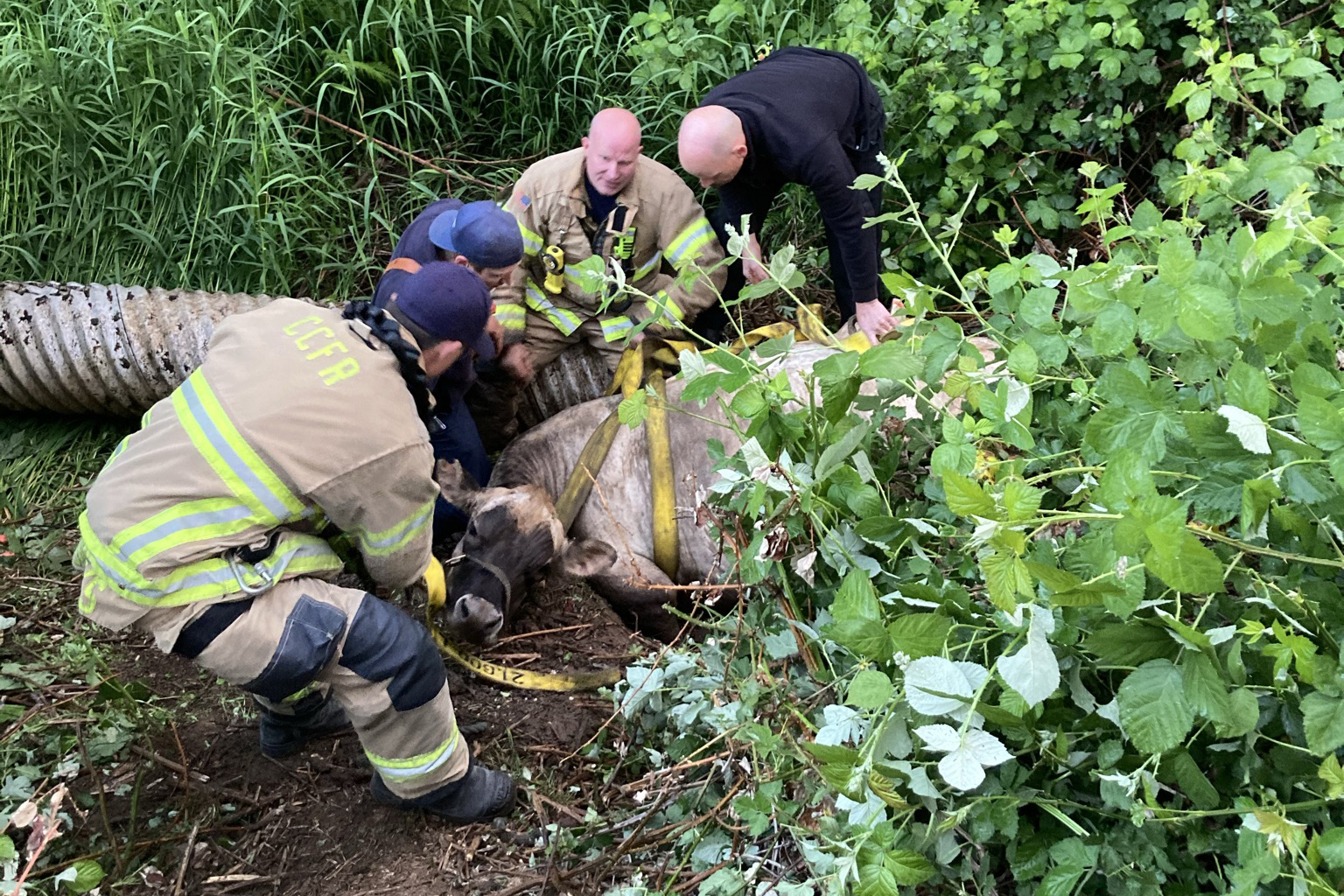 Clark-Cowlitz Fire Rescue worked with TLC Towing to rescue a cow trapped in mud down an embankment on Thursday afternoon.