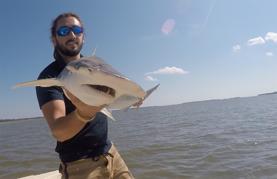 In this Sept. 2015 photo taken by Colby Griffiths on the North Edisto River in South Carolina, scientist Bryan Keller holds a bonnethead shark. Keller is among a group of scientists that found sharks use the Earth's magnetic field as a sort of natural GPS when they navigate journeys that take them thousands of miles across the world's oceans.