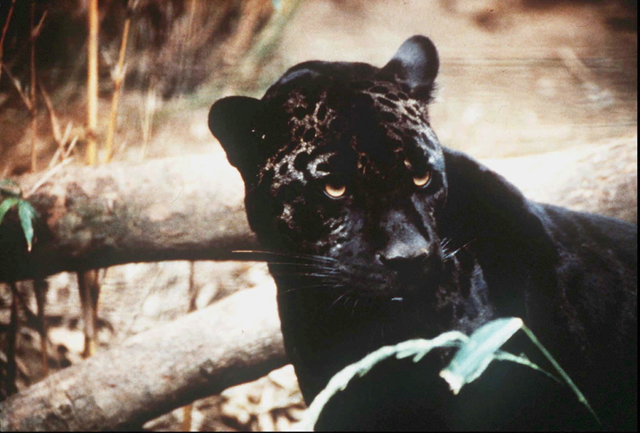 FILE - In this undated file photo a jaguar is shown. Environmental groups and scientists with two universities are suggesting that U.S. wildlife managers consider reintroducing jaguars to the American Southwest. In a recently published paper, they say habitat destruction, highways and existing segments of the border wall mean that natural reestablishment of the large cats north of the U.S.-Mexico boundary would be unlikely over the next century without human intervention.
