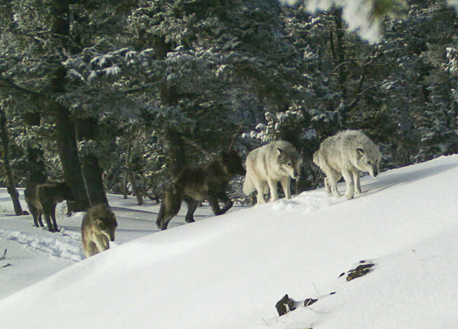 A wolf pack is captured by a remote camera Feb. 1, 2017, in Hells Canyon National Recreation Area in northeast Oregon near the Idaho border. Wildlife advocates pressed the Biden administration on Wednesday to revive federal protections for gray wolves across the Northern Rockies after Republican lawmakers in Idaho and Montana made it much easier to kill the predators.