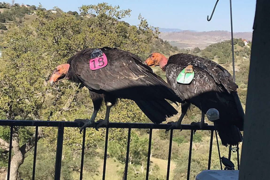 Two California condors rest on Cinda Mickols' porch railing over the weekend in Tehachapi, Calif. A flock of the rare, endangered birds took over her deck the last few days. About 15 to 20 of the giant endangered birds have recently taken a liking to the house in Tehachapi and have made quite a mess.