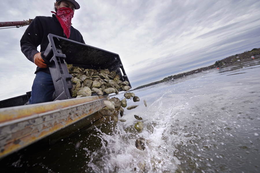 Kyle Pfau, an oysterman with Fat Dog Shellfish Co., dumps out a tray of adult "Uglie" oysters from Maine onto a relocation area at Great Bay, Monday, May 3, 2021, in Durham, N.H. Thousands of Uglies from Maine, which were left to grow due to lack of retail demand of more than a year because of the virus outbreak, were relocated to Great Bay to enhance the shellfish species in New Hampshire coastal waters.