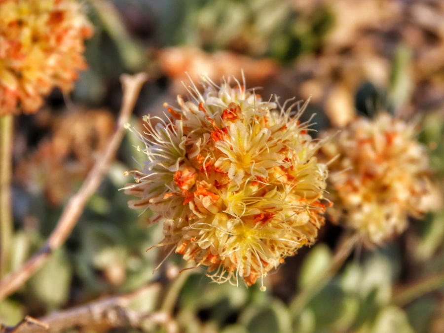 FILE - This June 1, 2019, file photo, provided by the Center for Biological Diversity shows Tiehm's buckwheat blooming at Rhyolite Ridge in the Silver Peak Range of Western Nevada. The Biden administration says a U.S. judge exceeded his authority when he ordered the Fish and Wildlife Service to decide by May 21, 2021, whether to formally propose endangered species protection and designate critical habitat for a rare desert wildflower at the center of a fight over a proposed lithium mine in Nevada. The department says the service intends to comply with the order to reach its overdue 12-month finding by May 21 on whether the flower should be proposed for protection under the Endangered Species Act.
