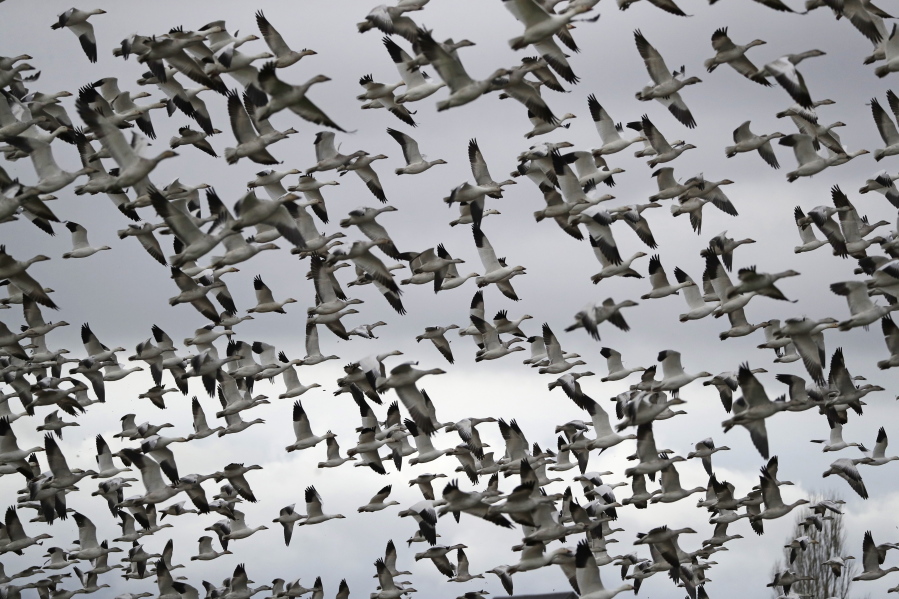 FILE - In this Dec. 13, 2019, file photo, thousands of snow geese take flight over a farm field at their winter grounds, in the Skagit Valley near Conway, Wash. The Biden administration on Monday, March 8, 2021, reversed a policy imposed under former President Donald Trump that drastically weakened the government's power to enforce a century-old law that protects most U.S. bird species. Trump ended criminal prosecutions against companies responsible for bird deaths that could have been prevented.