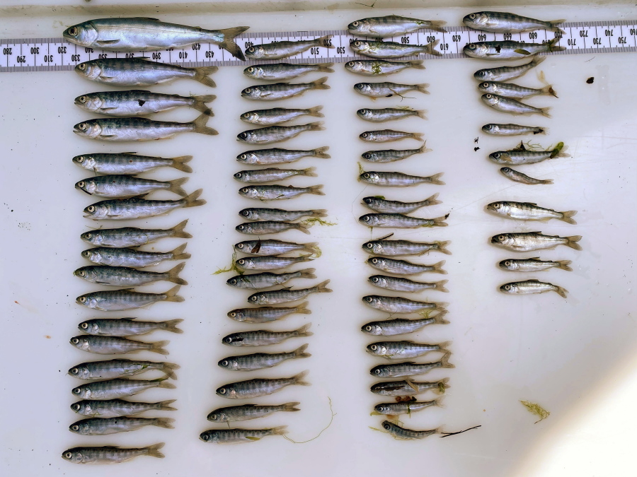In this handout photo released by the Yurok Tribe shows 70 dead juvenile salmon captured by the Yurok Tribe that are presumed to have died from deadly pathogen, Ceratonova shasta, in the Klamath River water flows. On May 4, 2021, the most recent date for which data is available, 97 percent of the juvenile salmon captured between the Shasta River and Scott River stretch of the Klamath were infected with C. Shasta and will be dead within days, according to the Yurok Tribe. The U.S. Bureau of Reclamation says it won't release water into the main canal that feeds the massive Klamath Project irrigation system for the first time in 114 years, leaving many farmers and ranchers with no water at all. The agency also says it won't release water from the same dam to increase downstream water levels in the lower Klamath River, where tribes say 97% of juvenile salmon are dying from a bacterial disease caused by poor water conditions.