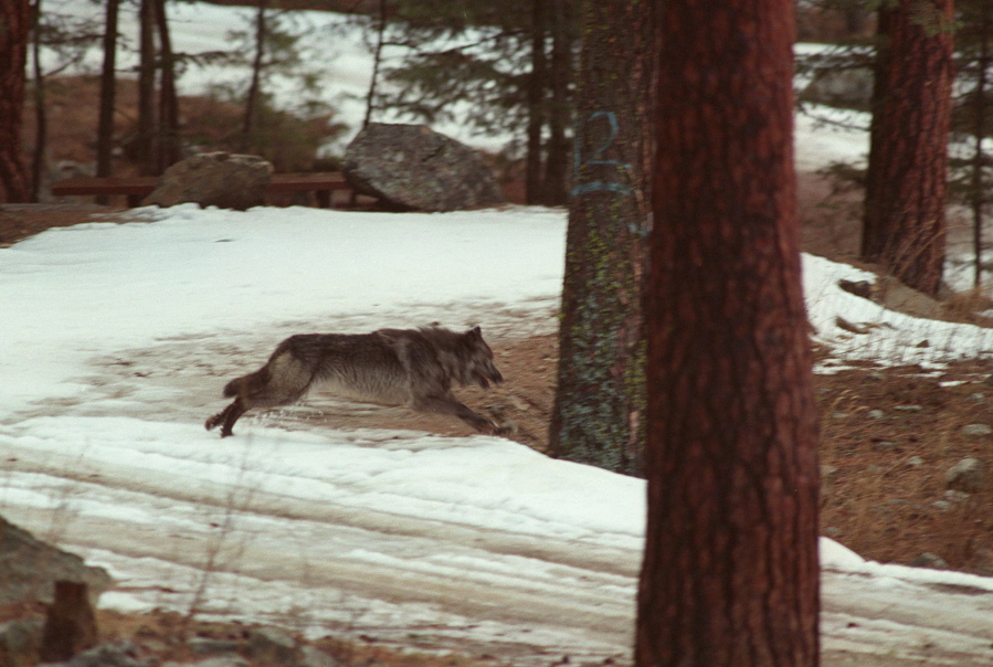FILE - In this Jan. 14, 1995, file photo, a wolf leaps across a road into the wilds of Central Idaho. The Center for Biological Diversity, a conservation group, is asking the U.S. government to cut off millions of dollars to Idaho that's used to improve wildlife habitat and outdoor recreation opportunities in the wake of legislation that could lead to killing 90% of the wolves in the state.