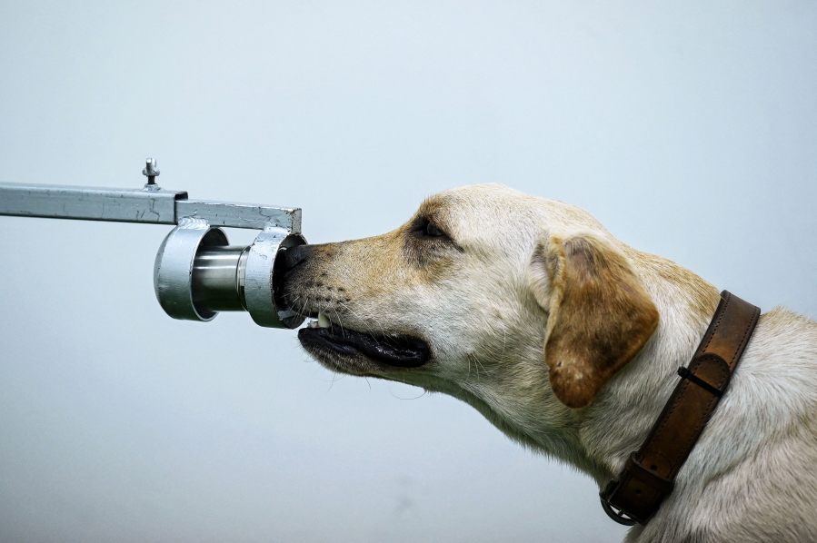 Bobby the K9 retriever dog sniffs sweat samples in a test to detect the COVID-19 coronavirus through volatile organic compounds at the Faculty of Veterinary Science at Chulalongkorn University in Bangkok on May 21.