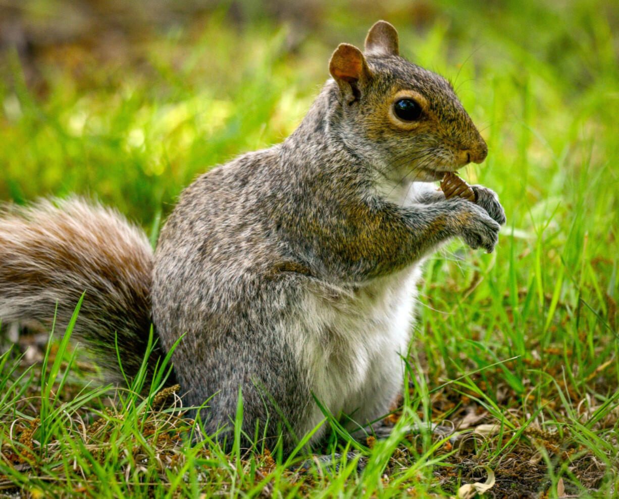 An Eastern gray squirrel snacks on a Periodical cicada. The cicadas have begun to emerge from their 17-year home underground providing a bounty of food for many other animals.