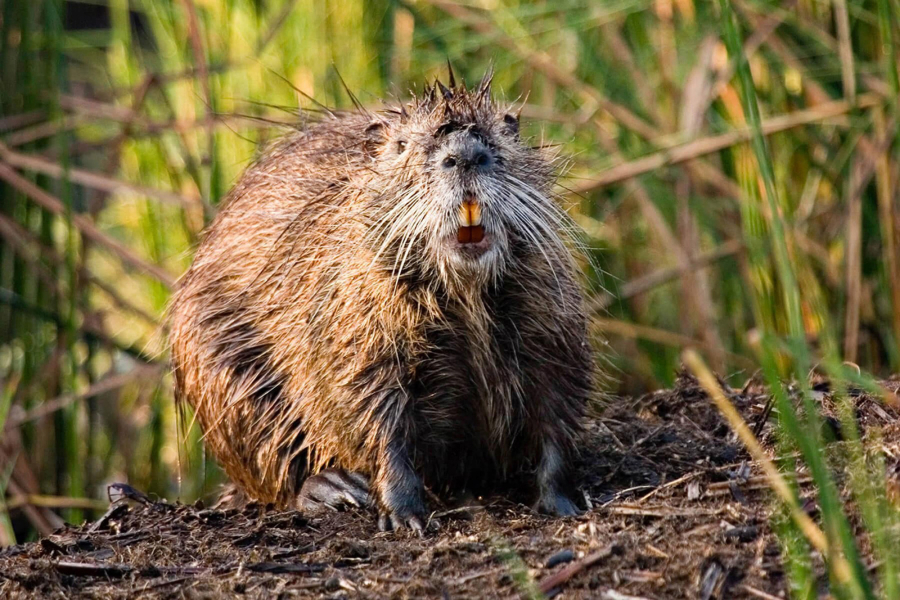 Nutria ??? an invasive, destructive species ??? invaded the southside of Hampton Roads years ago from North Carolina. In 2020, it was discovered that they've crossed the James River, getting a toehold in virgin territory with enough prime habitat to allow their population to boom.