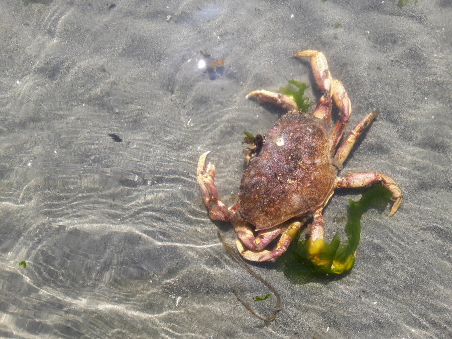A dungeness crab, stranded in a pool that's too shallow and too warm, is no fan of low tide.