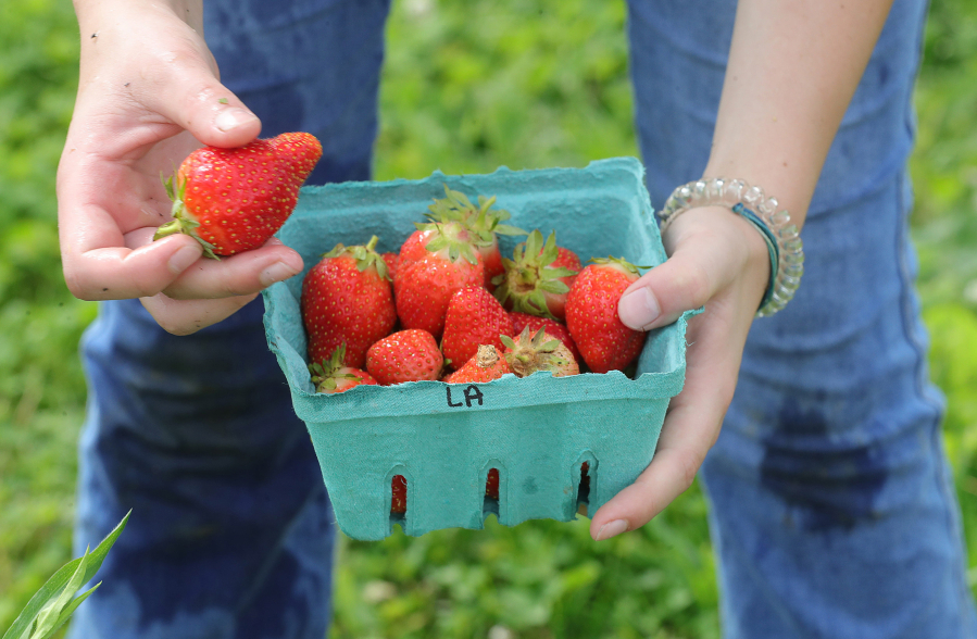 Strawberries (Phil Masturzo/Akron Beacon Journal)
