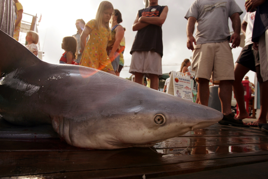 People look at a dead bull shark on a dock in 2005 in Destin, Fla.