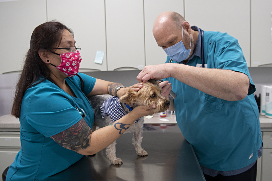 Vet assistant Kristin Skalbeck, left, lends a hand as Dr. Troy Schlines treats four-legged patient Buster, 6, for an ear infection at WellHaven Mill Plain on Monday. The company has experienced a surge in demand during the COVID-19 pandemic.