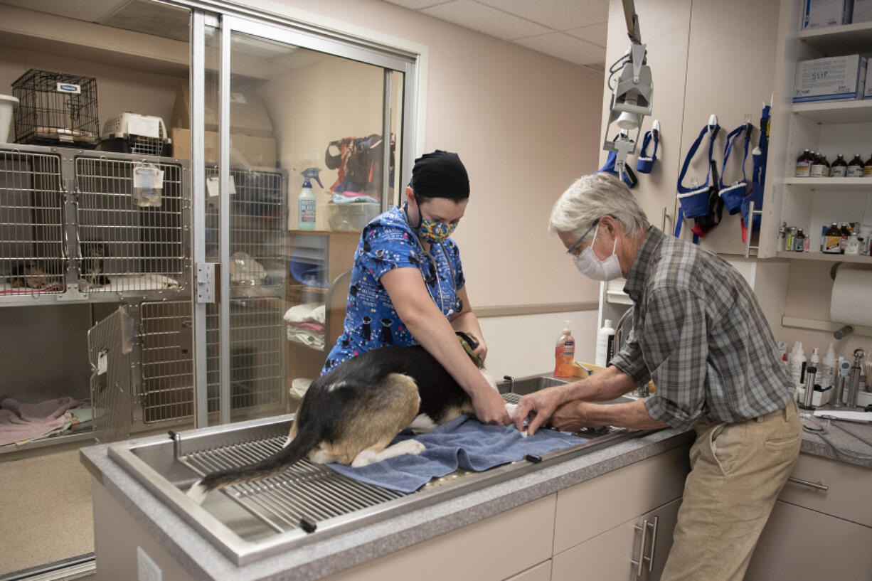 Vet assistant Jessie Dohse, left, assists Dr. David Slocum as he prepares patient Molly, 1, a hound mix, to be spayed at Hazel Dell Animal Hospital on a recent Tuesday morning.  In October of this year, when Slocum turns 74, he will also mark his 60th year of working at this same clinic.