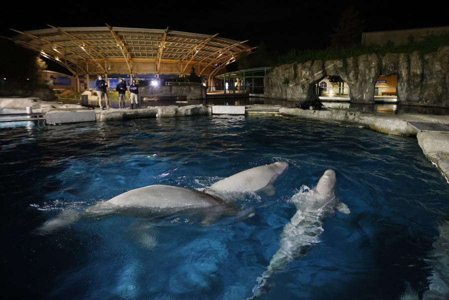 Three beluga whales swim together in an acclimation pool after arriving at Mystic Aquarium, Friday, May 14, 2021 in Mystic, Conn. The whales were among five imported to Mystic Aquarium from Canada for research on the endangered mammals. The aquarium is announcing that it will be auctioning off the names of three of the new belugas to raise money for their care.