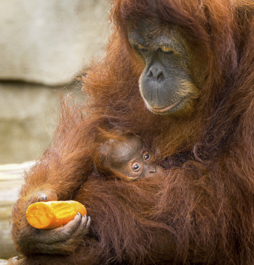 Sumatran orangutan Reese holds her infant daughter at the Audubon Zoo in New Orleans on May 3.