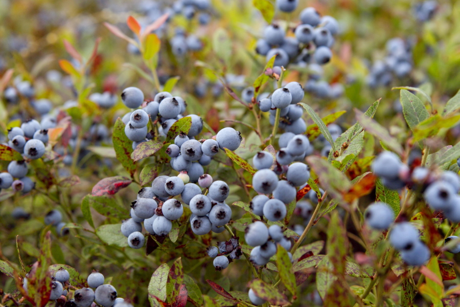 In this July 27, 2012, file photo, wild blueberries await harvesting in Warren, Maine. The wild blueberry fields of Maine appear to be warming faster in 2021 than the state at large. That could put one of the state's most beloved crops at risk. (AP Photo/Robert F.