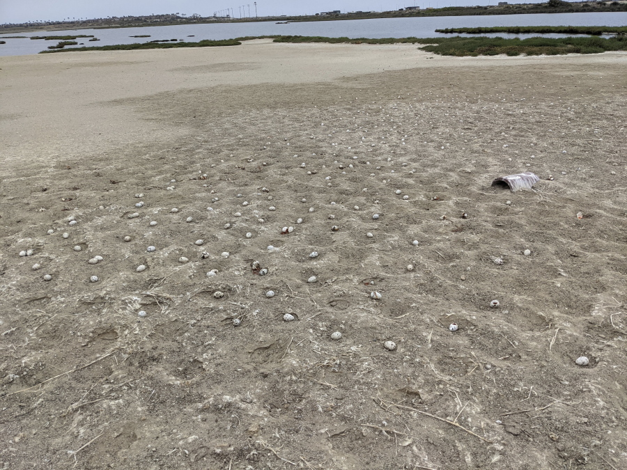 Some 3,000 elegant tern eggs were recently abandoned on a nesting island at the Bolsa Chica Ecological Reserve in Huntington Beach, Calif., after a drone, prohibited in the area, crashed and scared off the would-be parents.