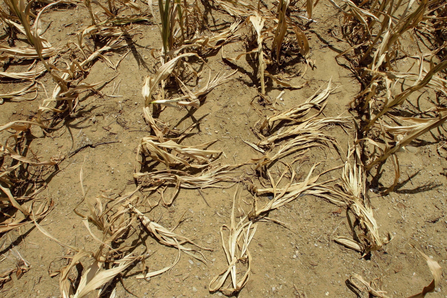 FILE - In this Monday, July 16, 2012 file photo, corn stalks struggling from lack of rain and a heat wave covering most of the U.S. lie flat on the ground in Farmingdale, Ill. To save the planet, the world needs to tackle twin crises of climate change and species loss together, using solutions that fix both not just one, two different teams of United Nations scientists said in a joint report released on Thursday, June 10, 2021.