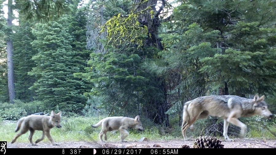 FILE - This June 29, 2017, remote camera image provided by the U.S. Forest Service shows a female gray wolf and two of the three pups born in 2017 in the wilds of Lassen National Forest in northern California. Gray wolves, among the first species protected under the Endangered Species Act in 1973, were reintroduced to Yellowstone National Park in 1995. But in other regions of the U.S., gray wolves have dispersed naturally; the population in the lower 48 states now totals about 5,500. (U.S.