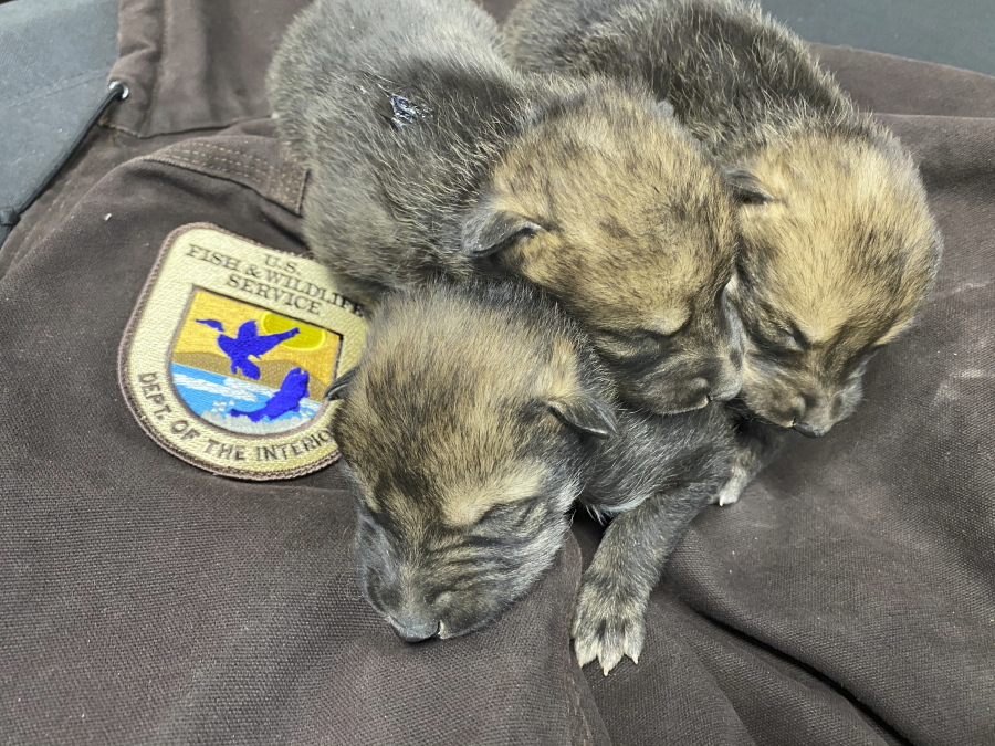 A litter of Mexican Wolf pups sleep before being placed into a den in the wild as part of the U.S. Fish and Wildlife Service's cross-fostering program in southwestern New Mexico. (U.S.