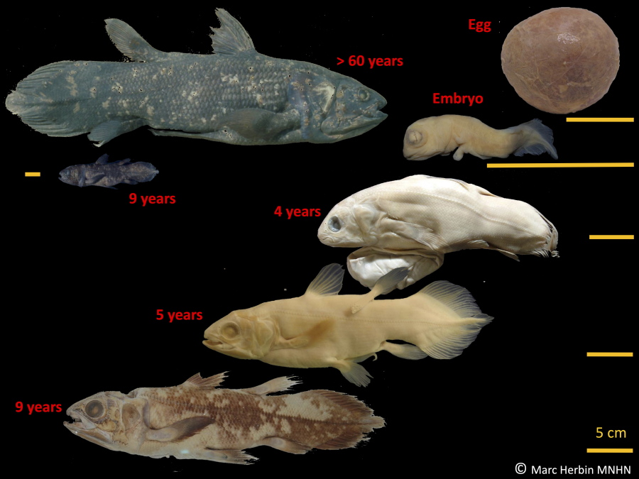 The development stages of the coelacanth. The "living fossil" fish, still around from the time of the dinosaurs, can live for 100 years, according to a study released in the June 17 edition of Current Biology.
