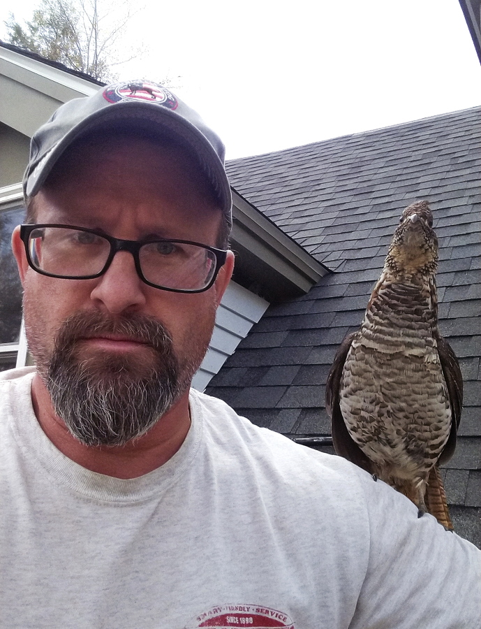 A wild grouse, named "Walter" by the Westward family, sits perched on the shoulder of Todd Westward outside their New London, N.H., home.