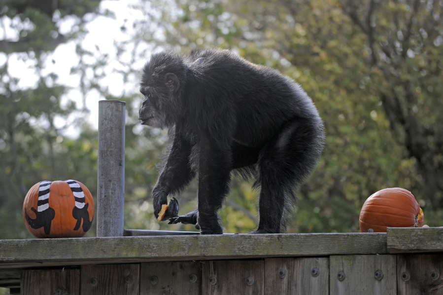 FILE - In this Oct. 21, 2009, file photo, Cobby, a male chimpanzee, plays with pumpkins during the San Francisco Zoo's 'Boo at the Zoo' Halloween celebration in San Francisco. Cobby, the oldest male chimpanzee living in an accredited North American zoo died Saturday, June 5, 2021, at the San Francisco Zoo & Gardens. He was 63. Cobby, had been a hand-reared performing chimpanzee before he was brought to the San Francisco zoo in the 1960s. (AP Photo/Russel A.