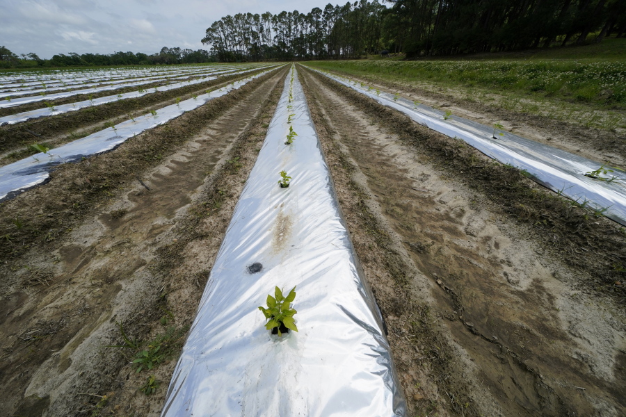 Pepper plants are grown for seed for Tabasco brand products at the McIlhenny Company on Avery Island, La., Tuesday, April 27, 2021. While sinking land is a problem throughout southern Louisiana, Avery Island and four smaller salt domes along the Gulf Coast are still slowly rising. But the danger from hurricanes remains.