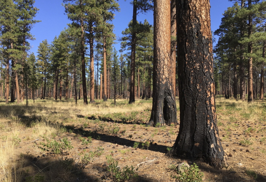 FILE - This Sept. 27, 2017, file photo, shows charred trunks of Ponderosa pines near Sisters, Ore., months after a prescribed burn removed vegetation, smaller trees and other fuel ladders last spring. Hundreds of millions of acres of forests have become overgrown, prone to wildfires that have devastated towns, triggered massive evacuations and blanketed the West Coast in choking smoke. Today, officials want to sharply increase prescribed burns, with drought and global warming creating a sense of urgency.