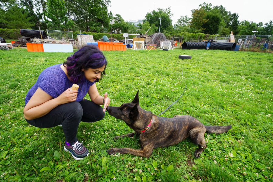 Amritha Mallikarjun trains with Lucy, a cancer-detecting dog, at the Penn Vet Working Dog Center in Philadelphia.