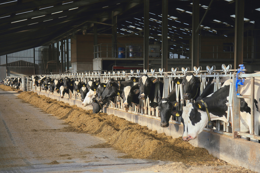 Holstein dairy cows feed on silage in a large free-stall farm barn in Devon, England. Agribusiness giant Cargill is experimenting with masks to reduce the environmental toll of livestock within its supply chain.