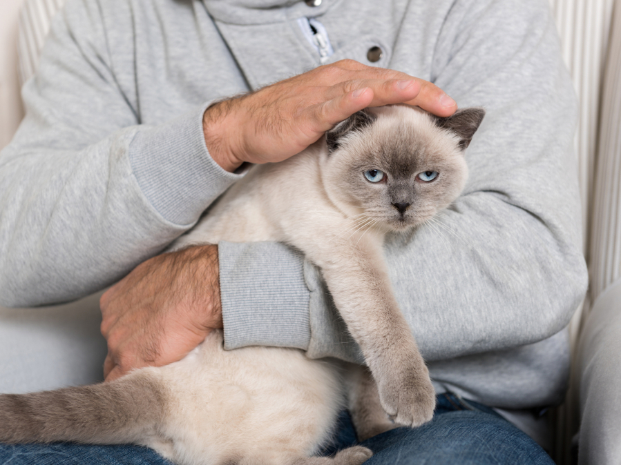 Researchers trying to make cats nonallergenic