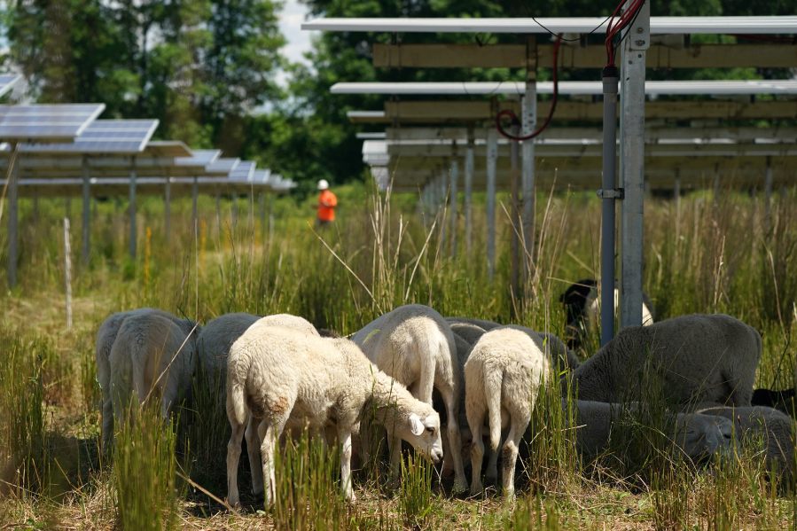 Grazing sheep help manage the pollinator-friendly vegetation at an Enel solar farm in Shafer, Minn.