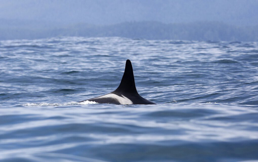L25 is the oldest of all the southern resident orca whales, estimated to have been born in 1928, before any of the vast environmental change now confronting her family.
