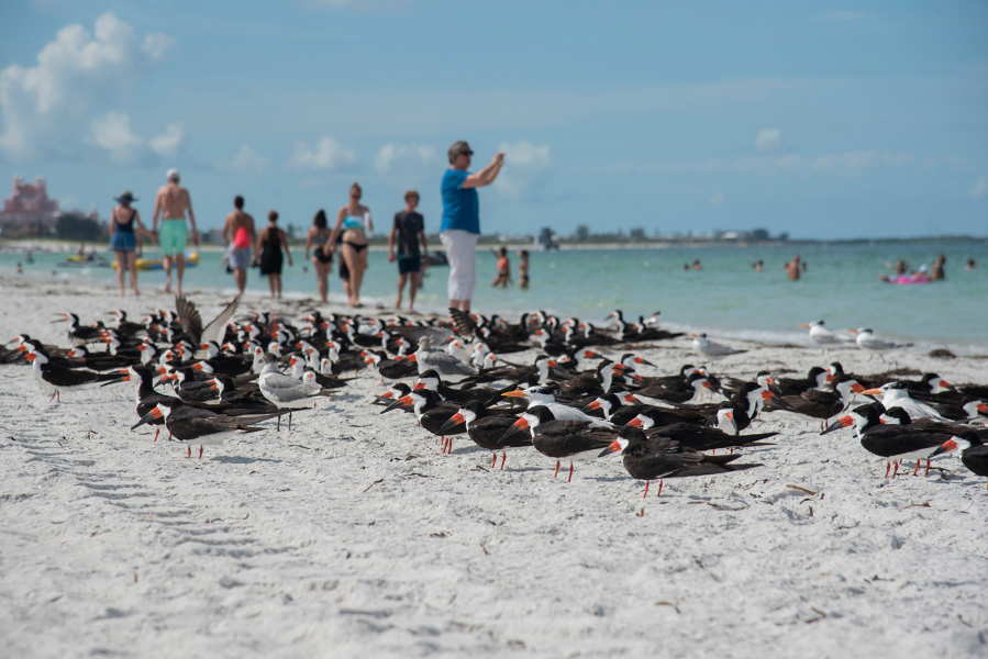 Skimmers at St. Pete Beach, Fla., on June 11.