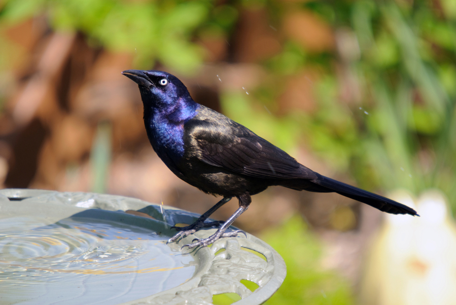 The common grackle is one of the species being affected by a disease killing birds.