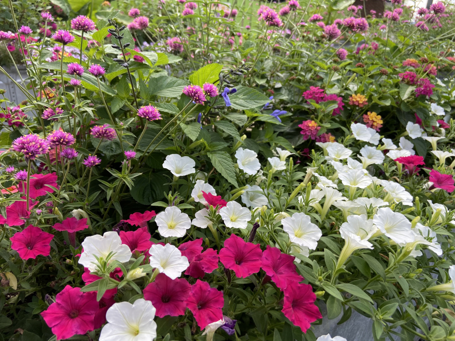 In the warm seasons these troughs in Columbus, Ga., are full of colorful flowers such as Truffula Pink gomphrena, Supertunias and Rockin salvia that attract hummingbirds and butterflies.
