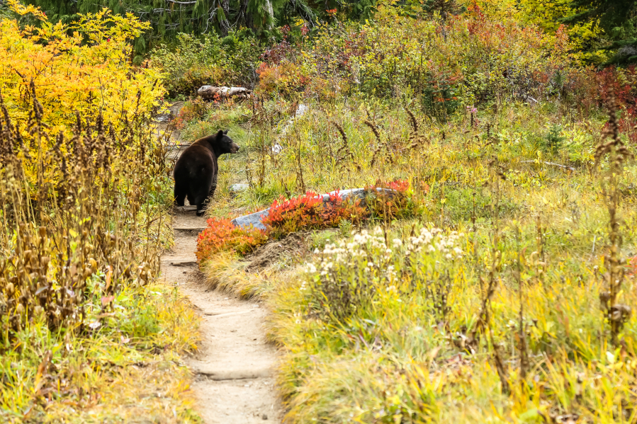 A mother black bear looks for her cubs as she walks along the Wonderland Trail inside Mount Rainier National Park.