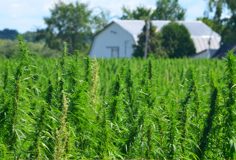 A hemp field. Thousands of conventional farmers, marijuana growers and rookie entrepreneurs likewise rushed to plant hemp, eager to cash in on a newly legal crop. But rather than making a fortune, many lost one as their crops failed and the skyrocketing hemp supply depressed prices.