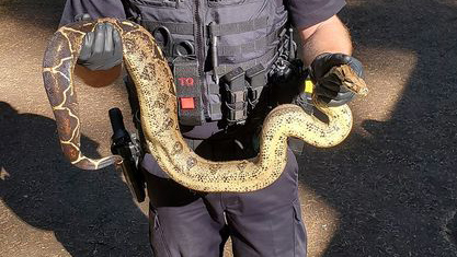 Camas Police and Animal Control responded to a call of large snakes in Lacamas Park.