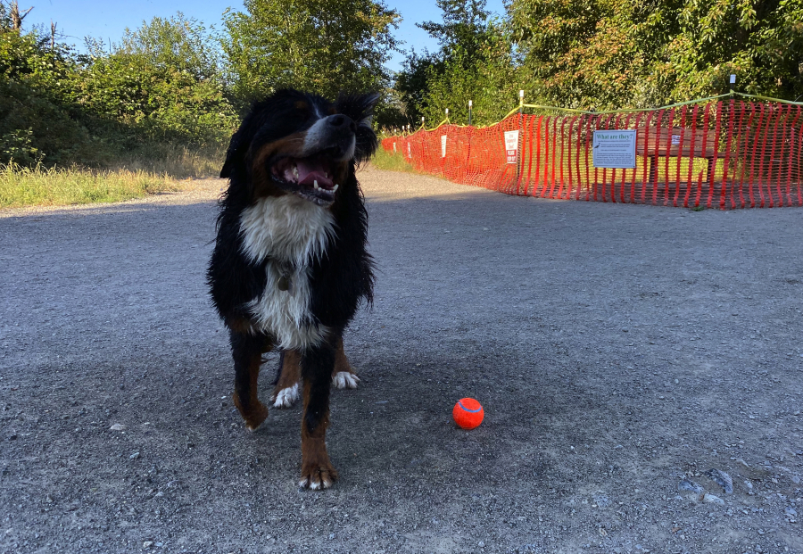 Rainy the Burnese mountain dog celebrates a wet, successful fetch with a shake on July 5 at Marymoor Park in Redmond. Behind him, signs mark a patch of the park that is occupied by nesting herons, and therefore closed to humans and their canine companions.