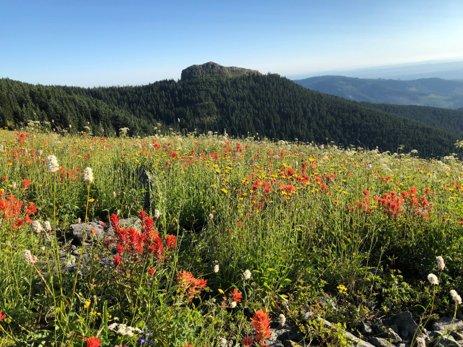 Wildflowers, including scarlet paintbrush, color the meadows on the northern slope of Silver Star Mountain east of Vancouver.