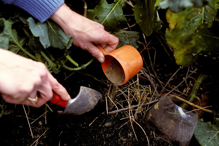 Fertilizing in mid-summer gives plants a boost.