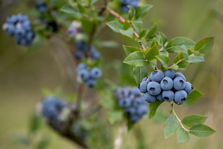 The Hockinson Blueberry Festival returns on Saturday from 10 a.m. to 1 p.m. in downtown Hockinson, featuring fresh berries and other farm products from local farms.