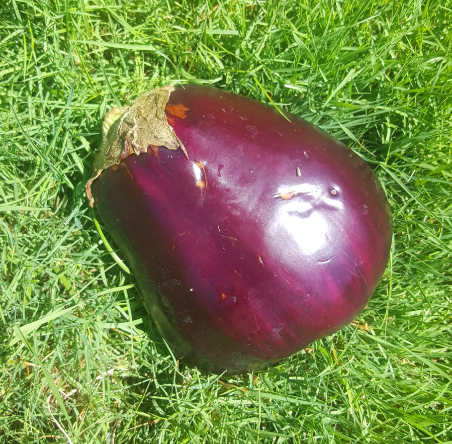 This big purple eggplant bears no resemblance to an egg, although the first eggplants to be eaten in England were small and white, like a chicken egg.