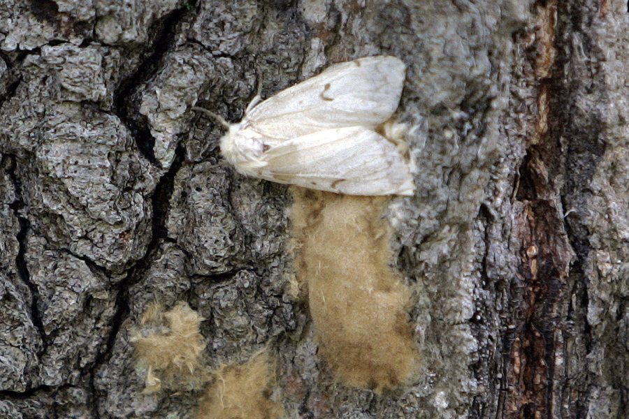 A female Lymantria dispar moth, commonly known as a gypsy moth, lays her eggs on the trunk of a tree in the Salmon River State Forest in Hebron, Conn.