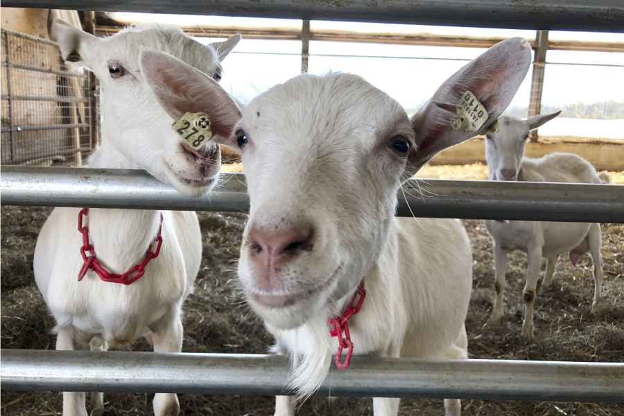Dairy goats stand in a barn at Joneslan Farm, May 13, 2021, in Hyde Park, Vt. The farm sold its dairy cows and switched to goats, delivering its first goat milk in February to Vermont Creamery owned by Land O' Lakes for cheese making.